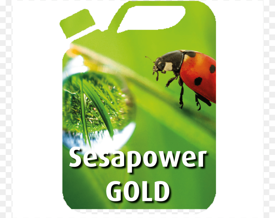 Sesapower Gold Can Kalendarz 2019 Z Ks Twardowskim, Leaf, Plant, Animal, Insect Free Png Download
