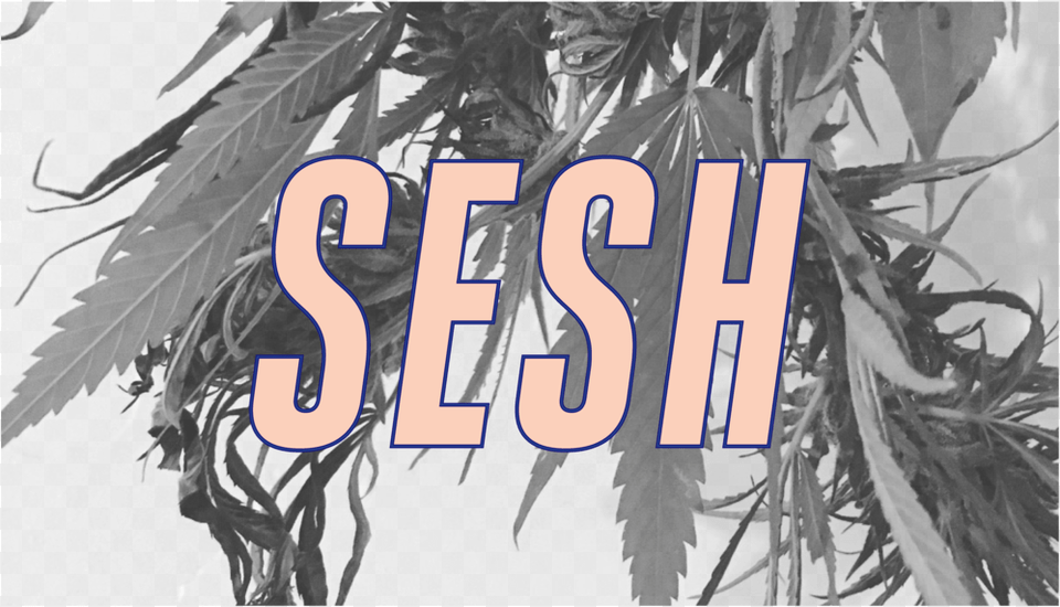 Sesh Logo Tree, Book, Comics, Publication, Plant Free Transparent Png