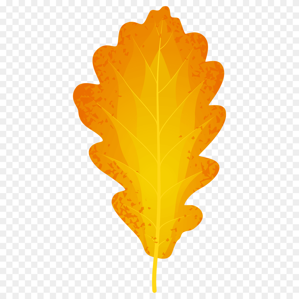 Sessile Oak Autumn Leaf Clipart, Plant, Tree, Maple Leaf Free Png Download