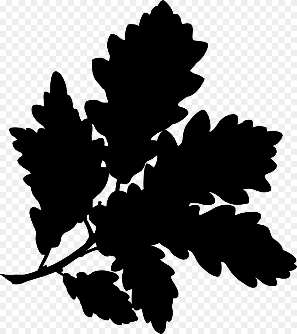 Sessile Oak Clip Arts Quercus Alba Botanical Illustration, Gray Free Png Download