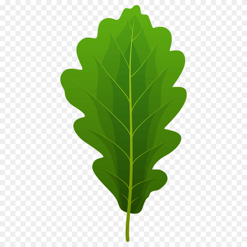 Sessile Oak Spring Leaf Clipart, Plant, Tree, Food, Produce Png