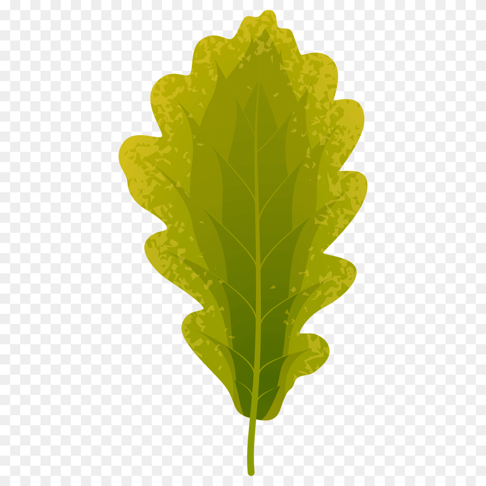 Sessile Oak Summer Leaf Clipart, Plant, Food, Produce, Leafy Green Vegetable Free Png Download