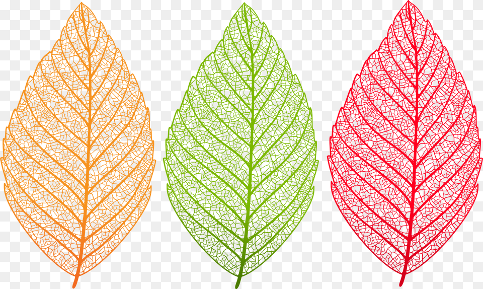 Set Clip Art Leaf Clipart Png