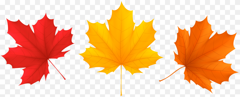 Set Fall Leaves Clip Art, Leaf, Plant, Tree, Maple Leaf Png