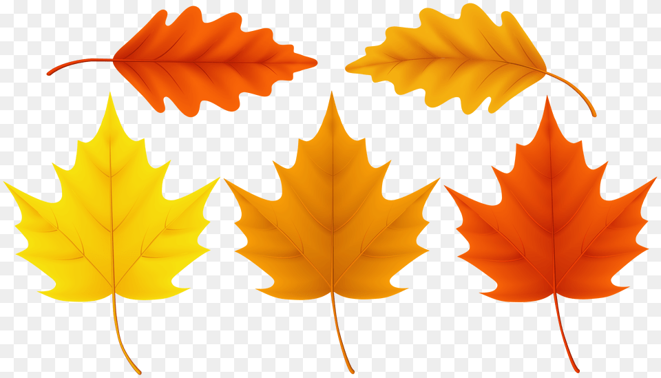 Set Fall Leaves Clip Art, Leaf, Plant, Person, Tree Png Image