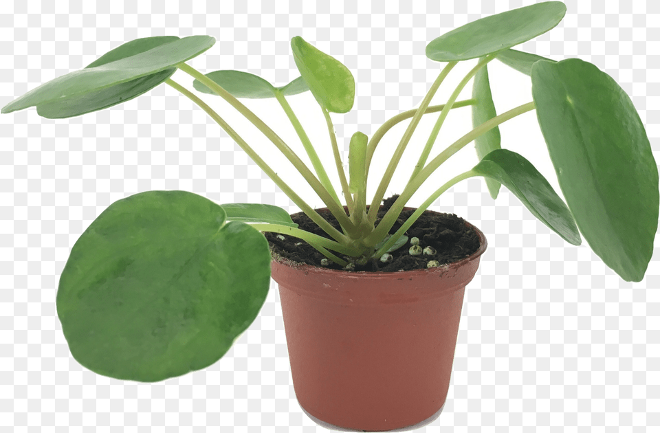 Set Of 2 Pilea Peperomioides Plants Chinese Money Plant, Leaf, Potted Plant, Flower Free Png Download