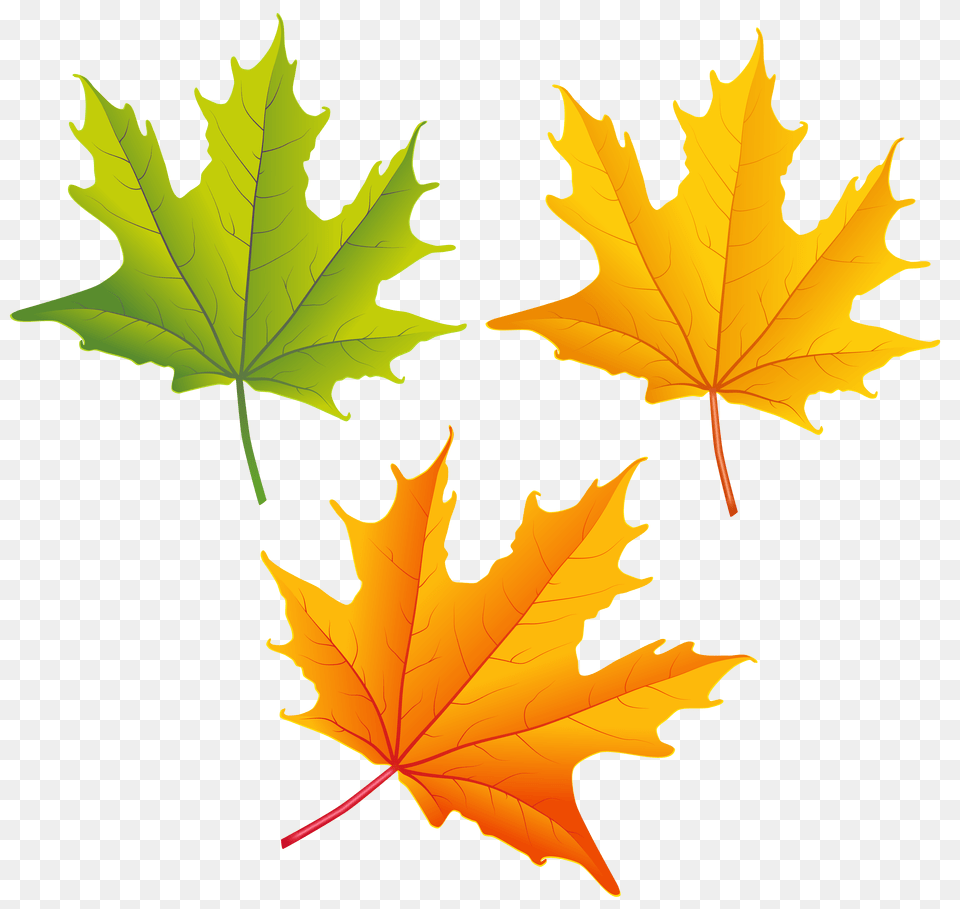Set Of Autumn Leaves Clipart, Leaf, Plant, Tree, Maple Leaf Free Png Download