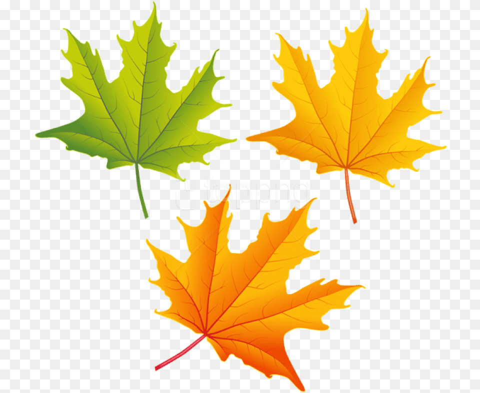 Set Of Autumn Leaves Clipart Autumn Leaves Clipart, Leaf, Plant, Tree, Maple Leaf Free Png Download