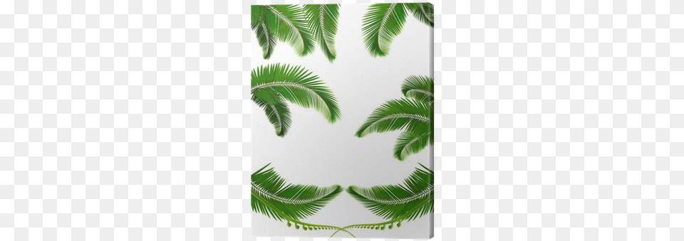 Set Of Backgrounds With Palm Leaves Sfondi Con Le Foglie, Vegetation, Tree, Plant, Palm Tree Free Transparent Png