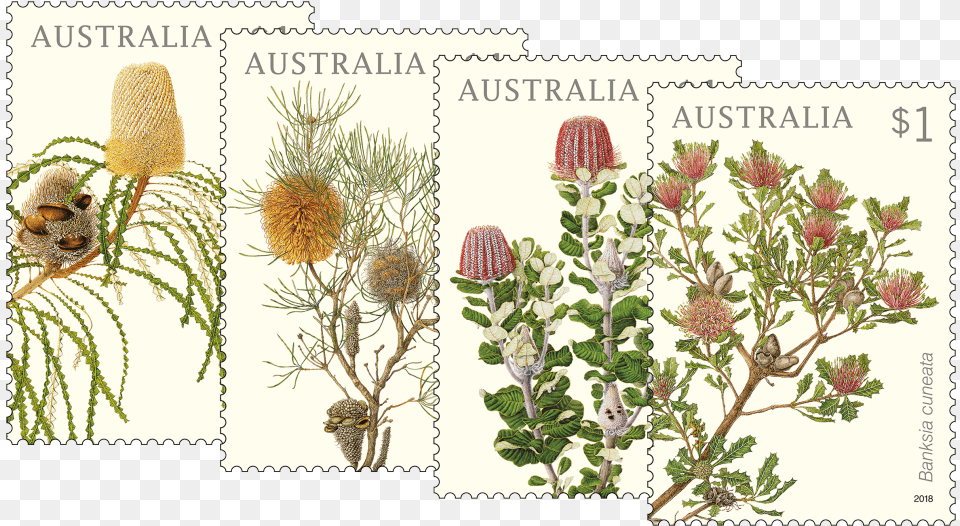 Set Of Banksias Stamps Australian Postage Stamps 2018, Herbal, Herbs, Plant, Postage Stamp Png