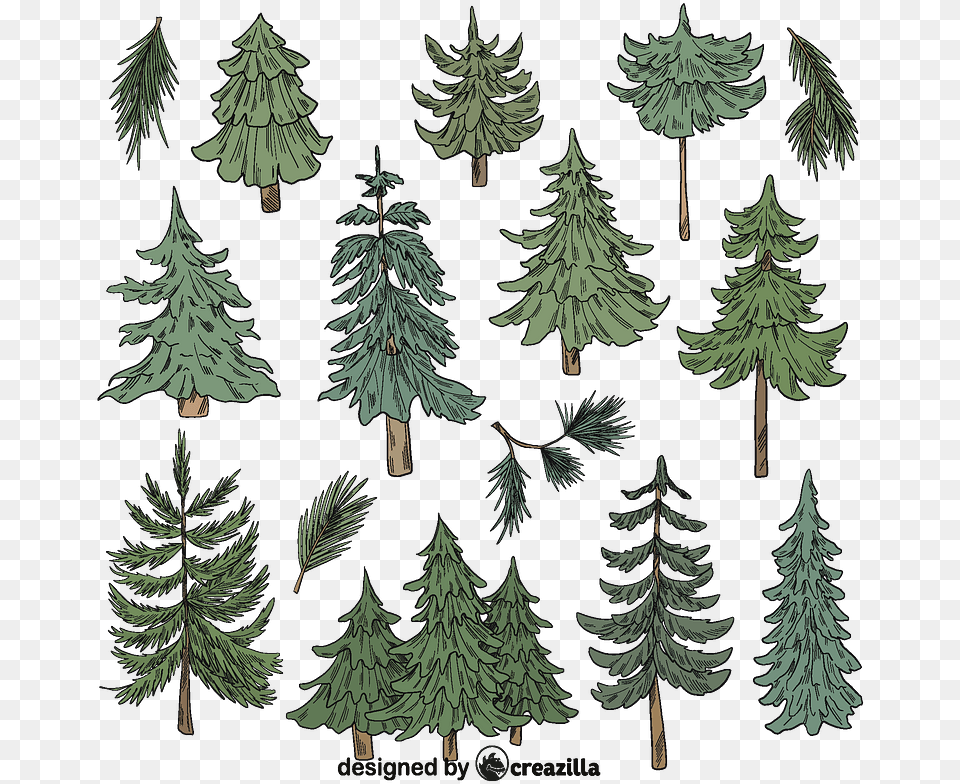 Set Of Evergreen Tree Vector Download Creazilla Western Yellow Pine, Conifer, Fir, Plant Free Transparent Png