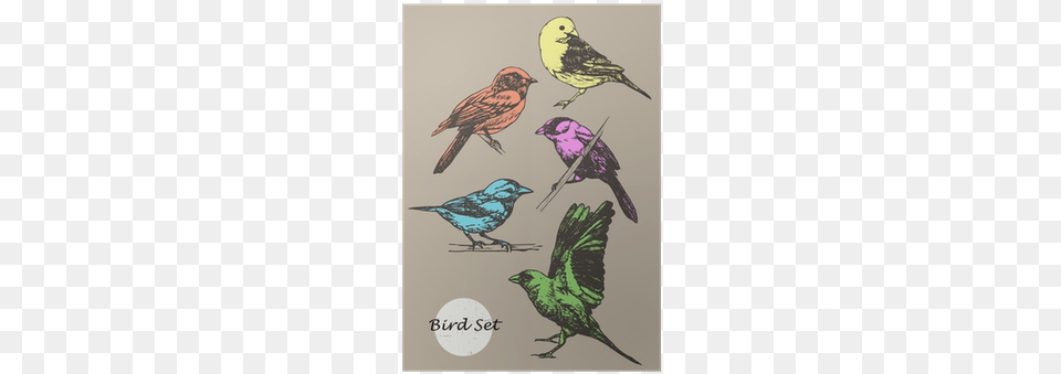 Set Of Highly Detailed Colorful Hand Drawn Birds Bird, Animal, Finch Png