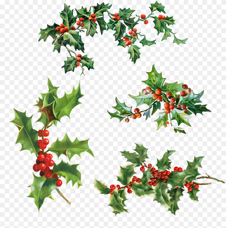Set Of Holly Leaves With Berries Christmas Leaves Leaf, Plant, Tree, Pattern Free Transparent Png