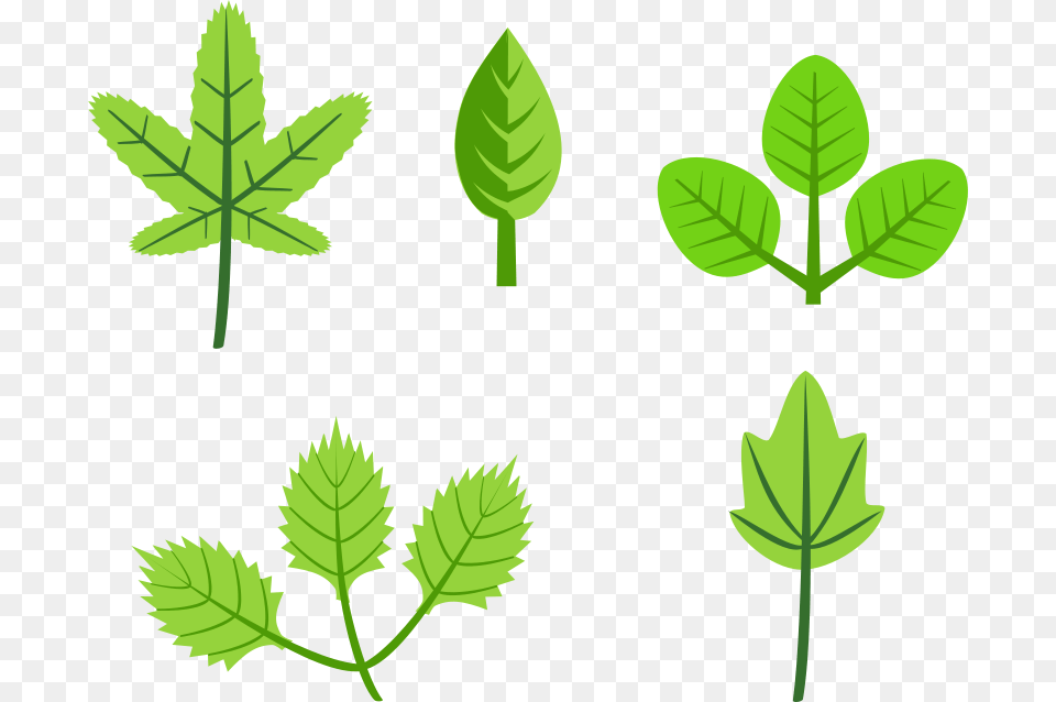 Set Of Leaves, Green, Herbs, Leaf, Mint Png Image