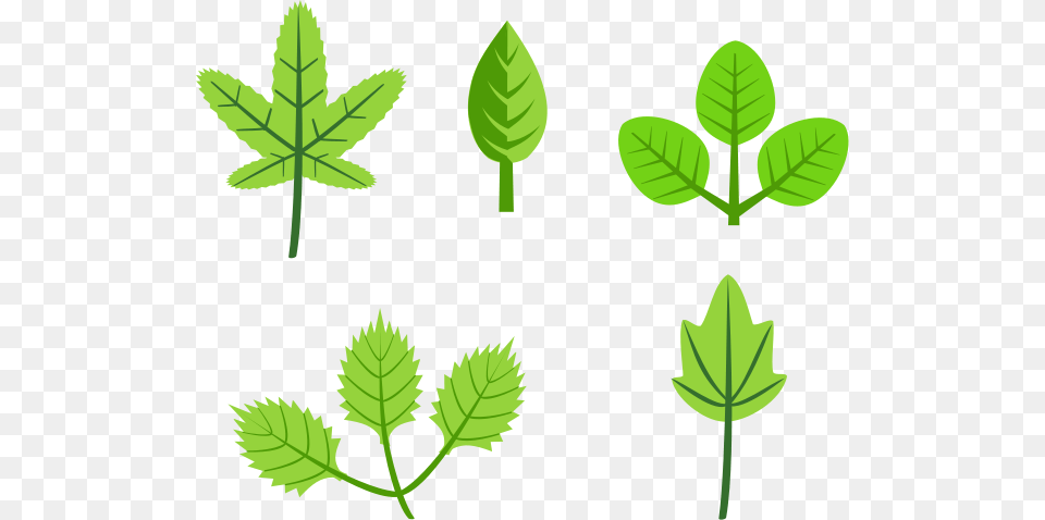 Set Of Leaves Clip Arts For Web, Green, Herbs, Leaf, Mint Free Transparent Png