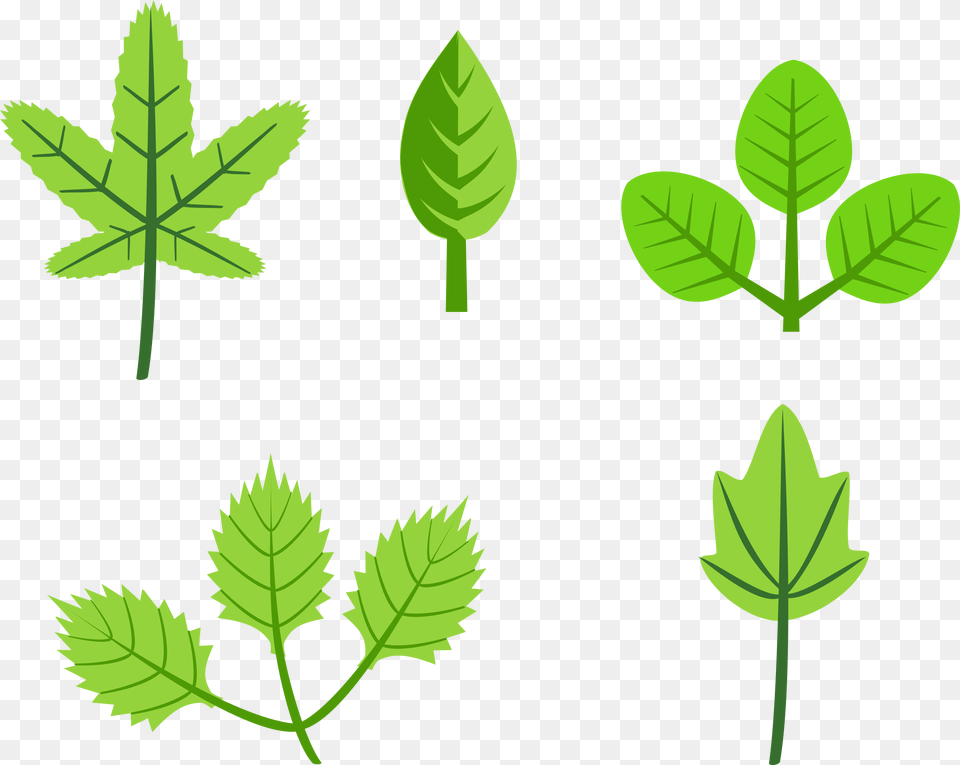Set Of Leaves Clip Arts Leaves Clip Art, Green, Herbs, Leaf, Mint Png