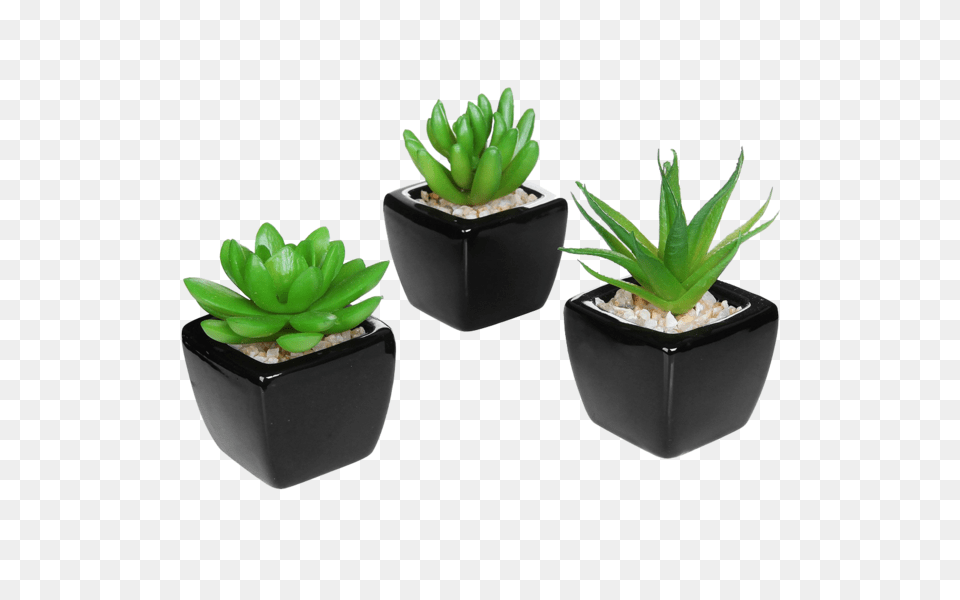 Set Of Modern Home Decor Mini Succulent Artificial Plants Walden, Plant, Potted Plant, Aloe Png