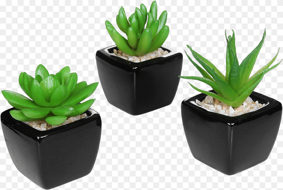 Set Of Modern Home Decor Mini Succulent Small Fake Plant Decor, Potted Plant, Aloe, Leaf Free Transparent Png