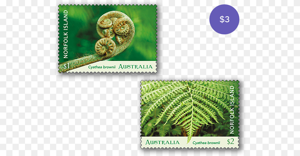 Set Of Norfolk Island Tree Fern Stamps, Plant Free Png Download
