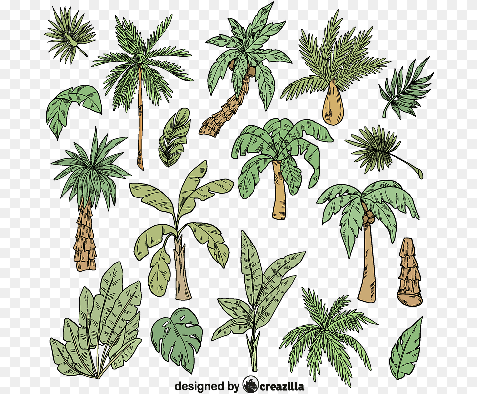 Set Of Palm Tree Vector Fresh, Vegetation, Rainforest, Plant, Outdoors Free Png