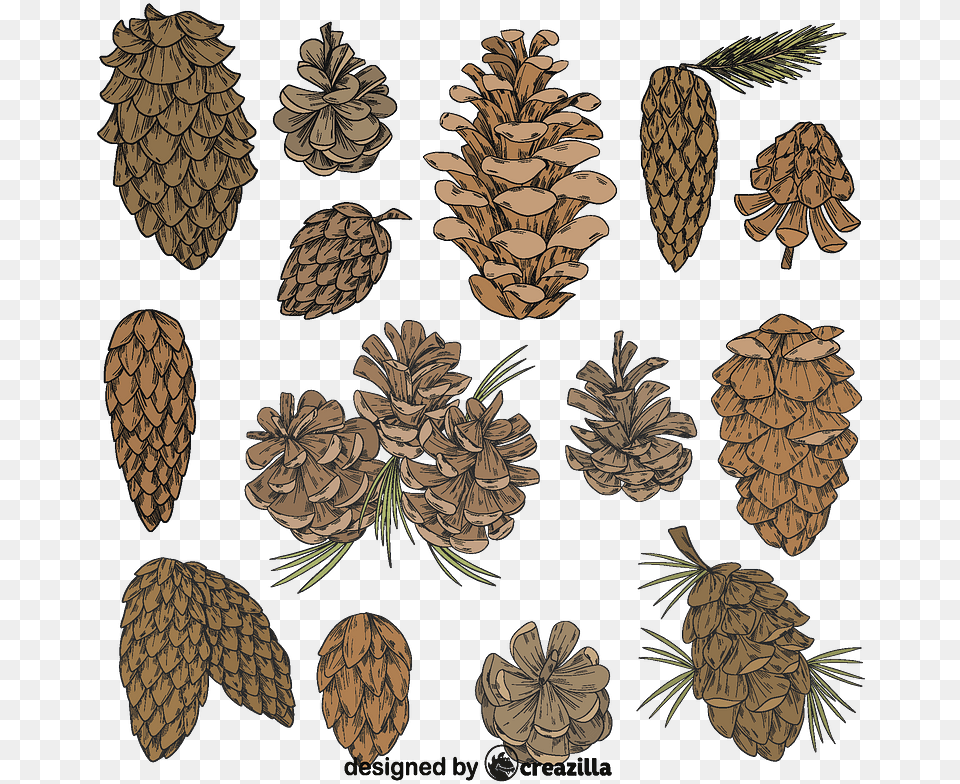 Set Of Pine Cone Vector Pine, Plant, Tree, Conifer, Larch Free Png
