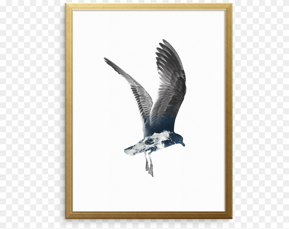 Set Sail Wall Art Print Great Black Backed Gull, Animal, Beak, Bird, Flying Free Transparent Png