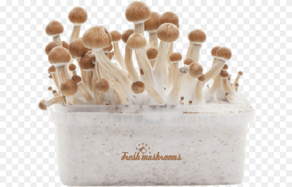 Setas Alucinogenas Amazonian, Fungus, Mushroom, Plant, Agaric Png