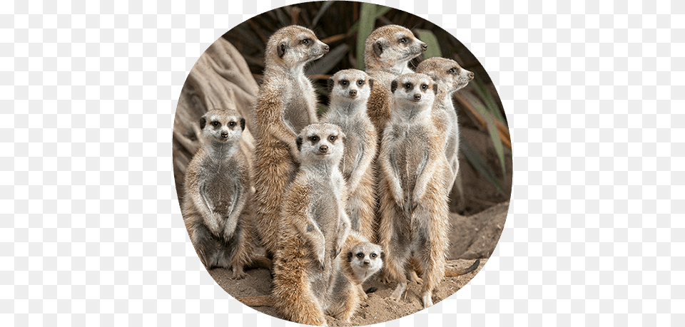 Seven Adult Meerkats Standing With One Baby In Front Do Snakes In A Zoo Or Safari Eat, Animal, Mammal, Wildlife, Canine Free Png