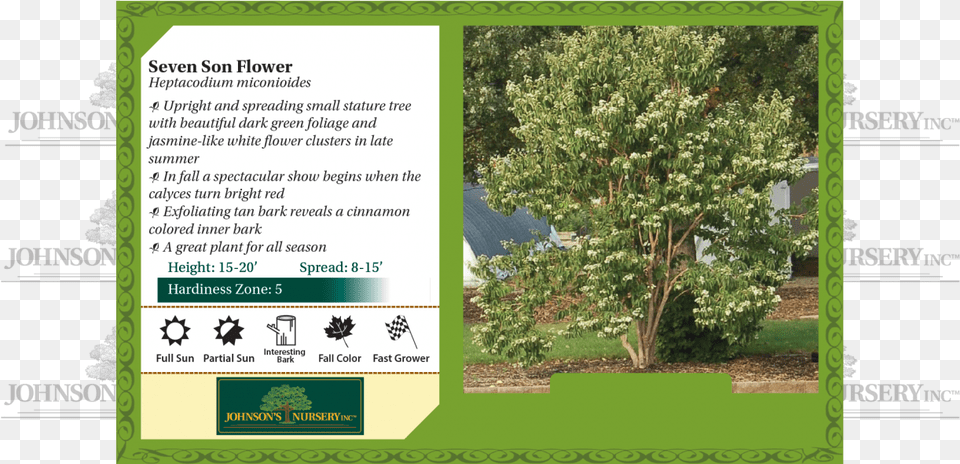 Seven Son Flower Heptacodium Miconioides Benchcard Seven Son Flower Fall Color, Advertisement, Vegetation, Grass, Poster Free Png