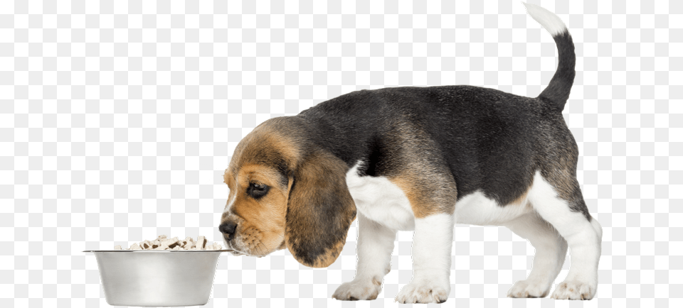 Severe Cases Of Dog Flu Beagle Harrier, Animal, Canine, Hound, Mammal Free Png