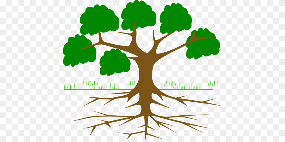 Sewer Problems Tree Roots, Plant, Root, Vegetation, Person Free Png