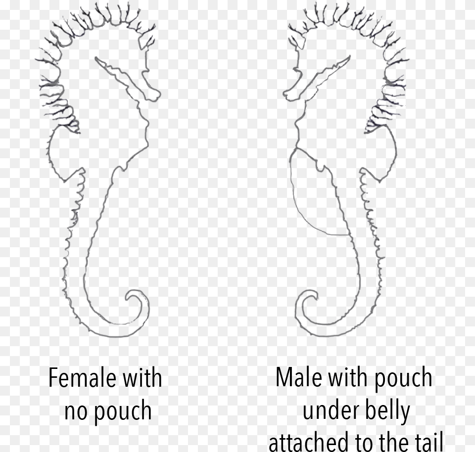 Sex Seahorse Chart Line Art, Silhouette, Stencil Free Png