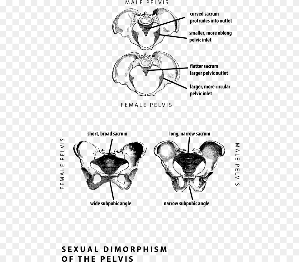 Sexual Dimorphism Human Pelvis, Ct Scan, Machine, Wheel Free Transparent Png