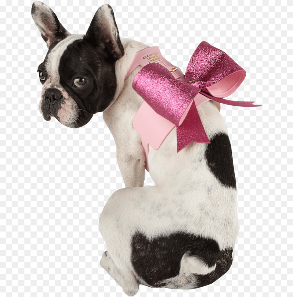 Sexy Bow Dog Harness French Bulldog, Animal, Canine, French Bulldog, Mammal Png Image