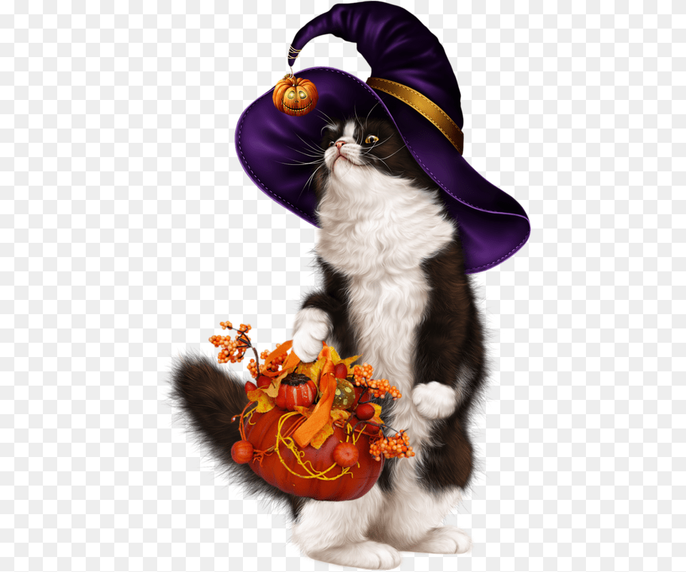 Sexy Halloween 3chatcitrouille Halloween Citrouille Kitten, Flower, Flower Arrangement, Plant, Vegetable Free Png Download