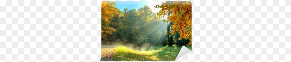 Sf Wallpapers V39 Beautiful Autumn Tree Sunlight, Outdoors, Grass, Vegetation, Landscape Free Png Download