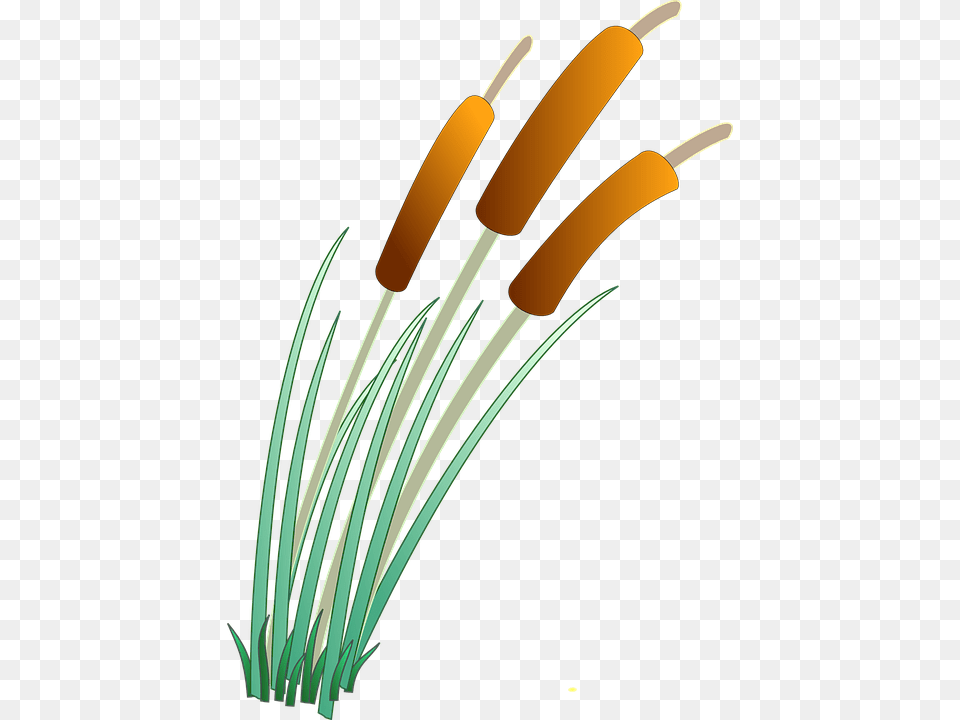 Sgnrclf Reeds Clipart, Anther, Flower, Plant, Reed Png Image