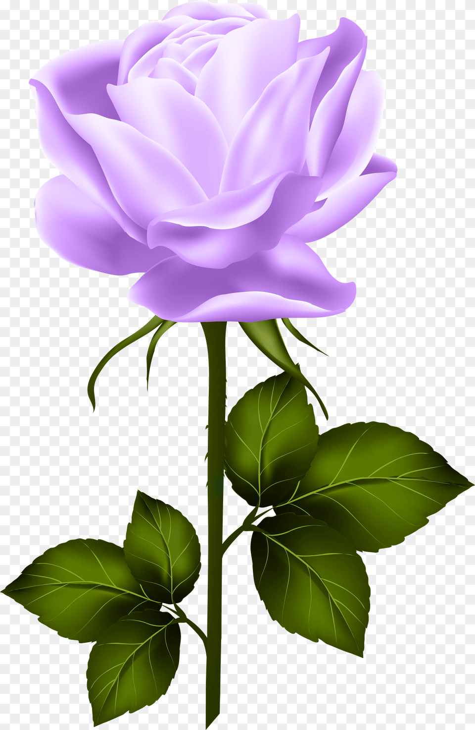 Shabby Chic Flowers Hybrid Tea Roses Single Rose Purple Rose With Stem Free Transparent Png