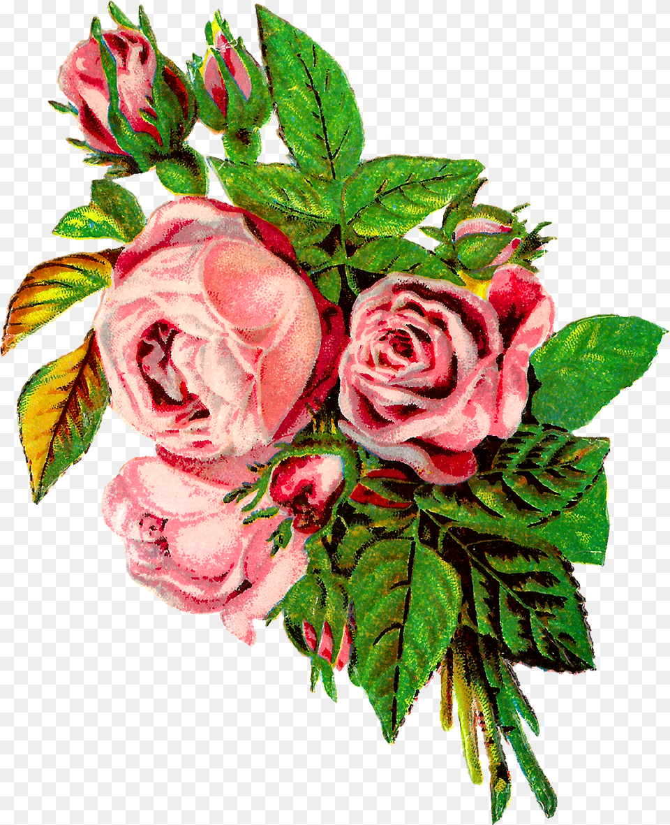 Shabby Chic Vintage Rose Clip Art, Flower, Flower Arrangement, Flower Bouquet, Plant Free Png Download