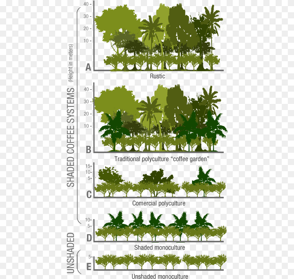 Shade Grown Coffee, Vegetation, Green, Plant, Leaf Png Image