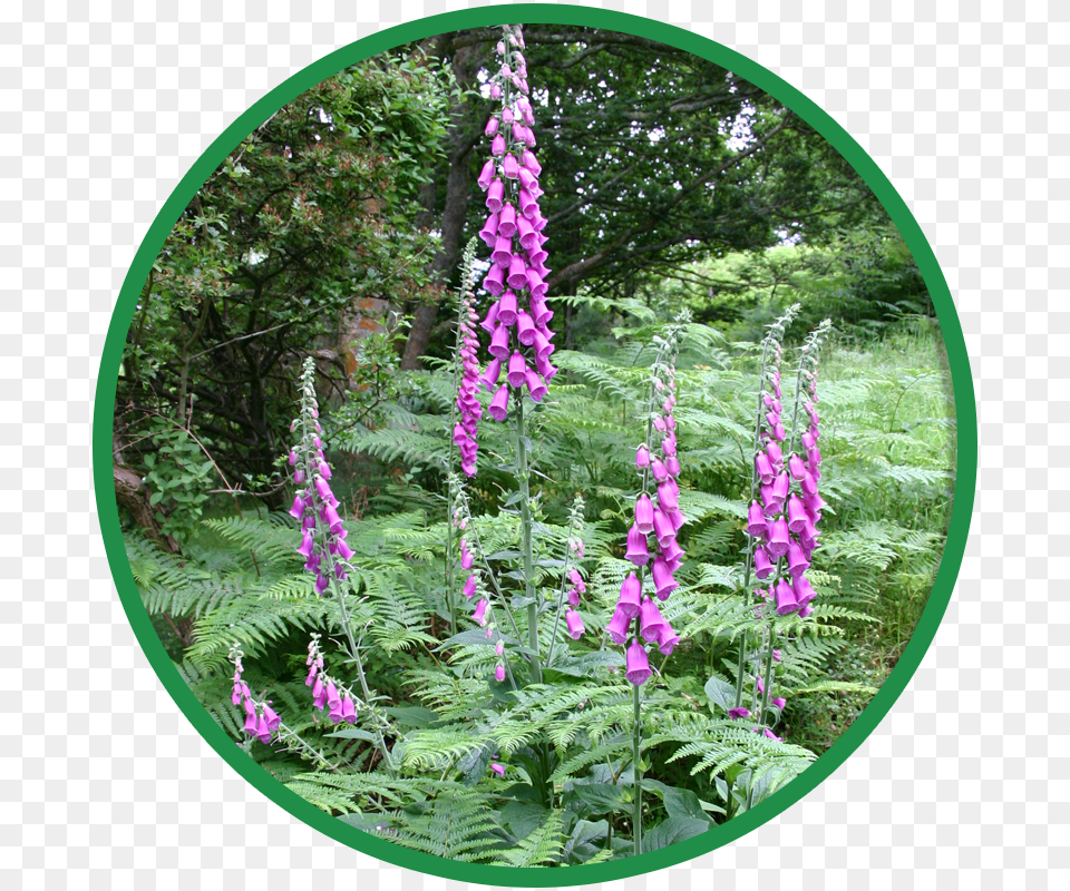 Shaded Hedgerow Amp Woodland Wildflower Seeds Wild Flowers Hedgerows, Flower, Plant, Vegetation, Foxglove Png Image