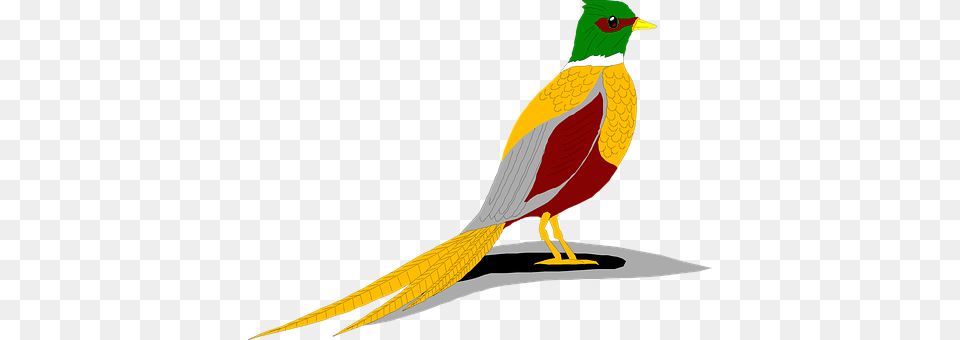 Shadow Animal, Beak, Bird, Pheasant Free Png