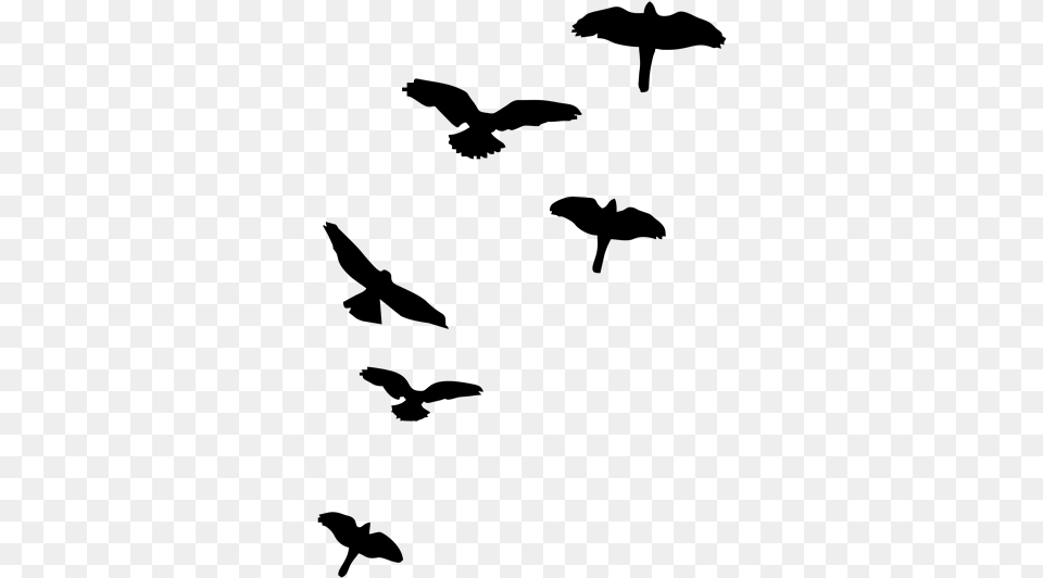 Shadows Of Birds Flying, Gray Png