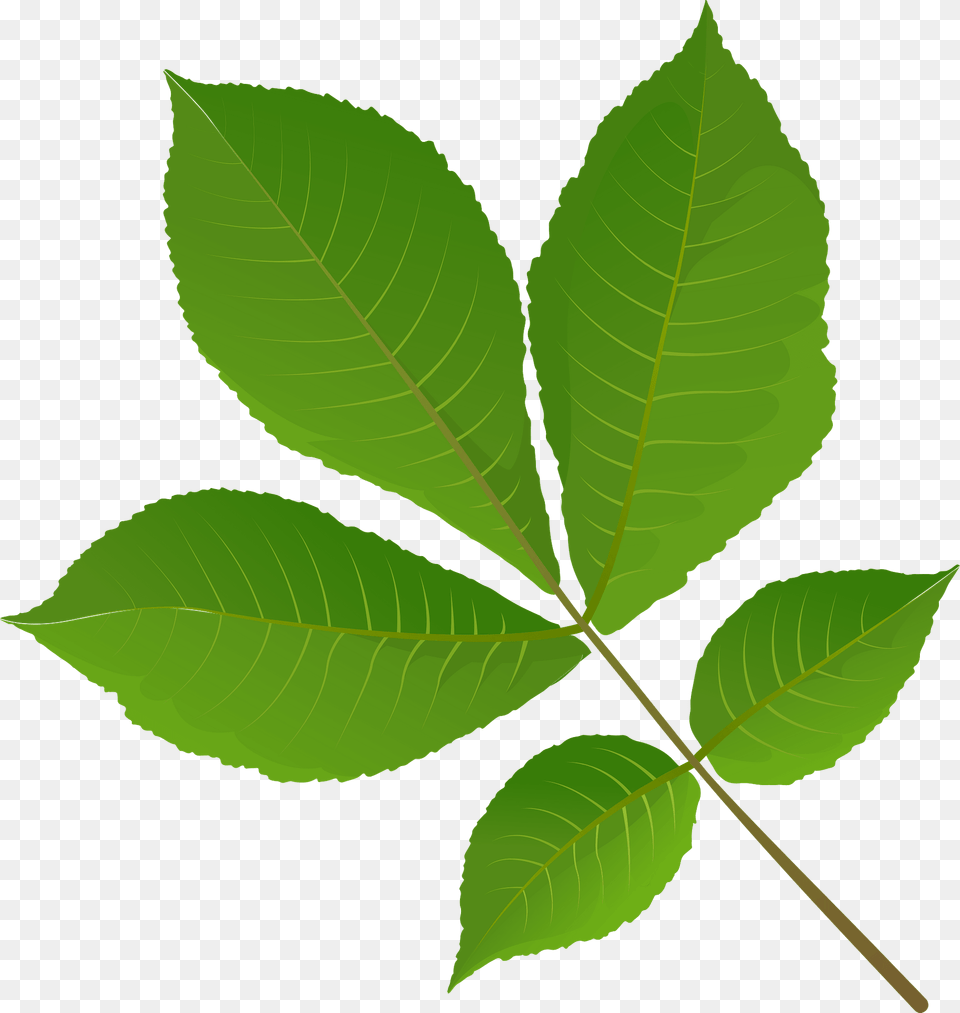 Shagbark Hickory Tree Spring Leaf Clipart, Plant Free Png Download