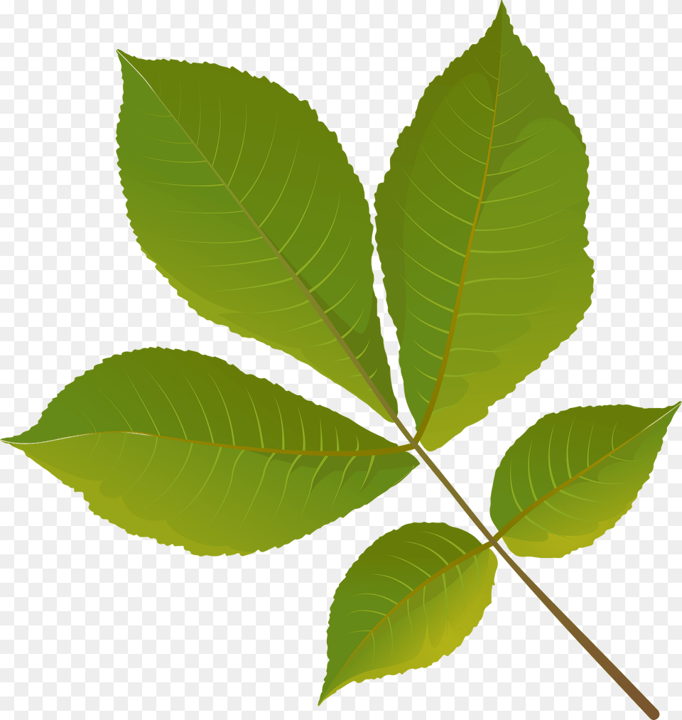 Shagbark Hickory Tree Summer Leaf Clipart, Plant Free Png Download