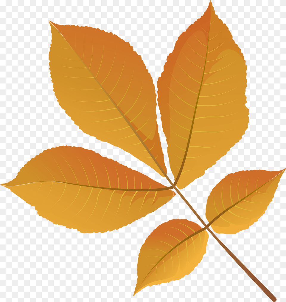 Shagbark Hickory Tree Yellow Leaf Clipart, Plant Free Transparent Png