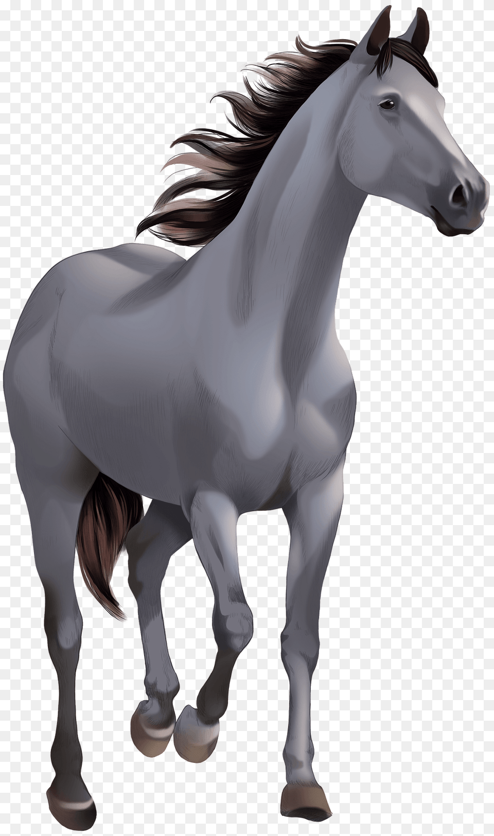 Shagya Arabian Horse Clipart, Animal, Mammal, Andalusian Horse, Stallion Png