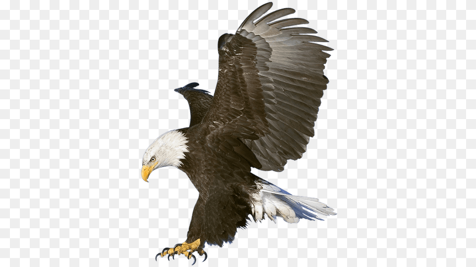 Shaheen Eagle, Animal, Bird, Bald Eagle Free Transparent Png