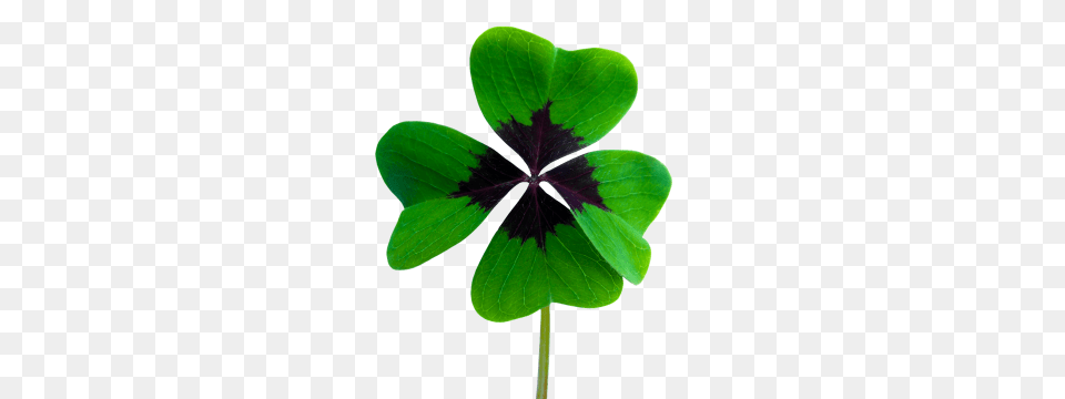 Shamrock, Leaf, Plant, Flower, Geranium Png