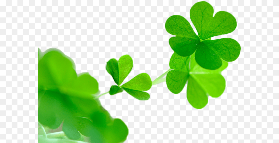 Shamrock, Leaf, Plant, Green, Flower Free Transparent Png